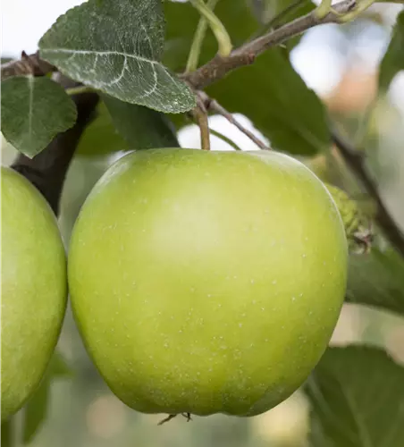 Malus domestica 'Green Sensation' 