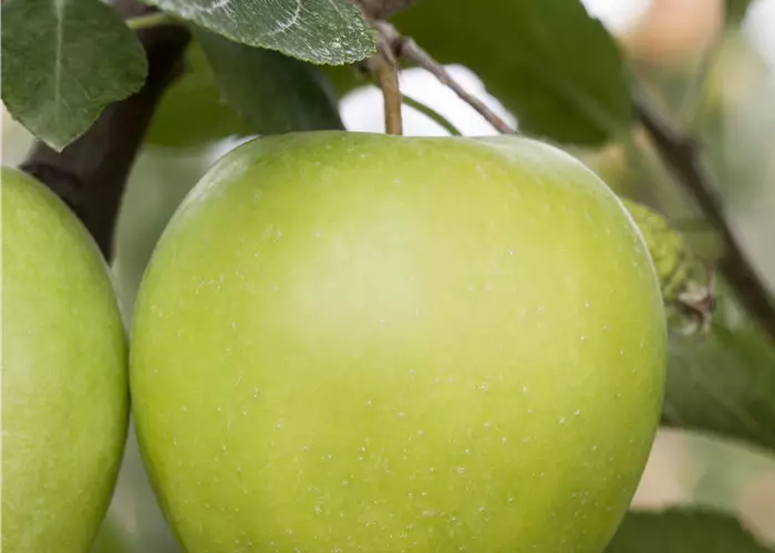 Malus domestica 'Green Sensation' 