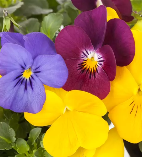 Viola cornuta 'Trio' T12