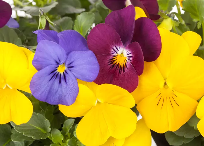 Viola cornuta 'Trio' T12