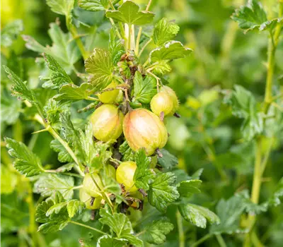 Ribes uva-crispa 'Mucurines'