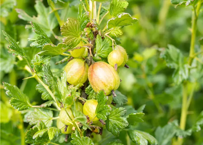 Ribes uva-crispa 'Mucurines'