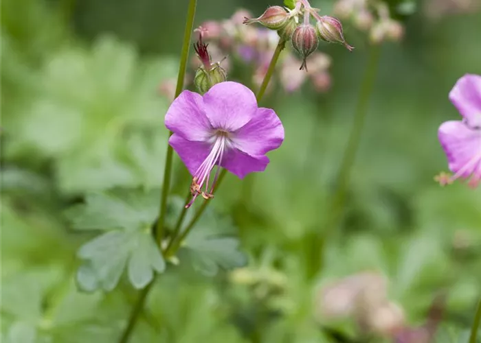 Geranium x cantabrigiense 'Karmina'