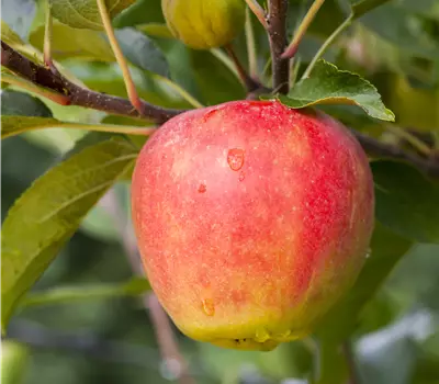 Malus domestica 'Rebella'®