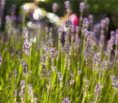 Lavandula angustifolia 