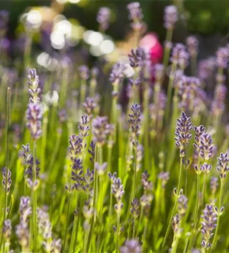Lavandula angustifolia