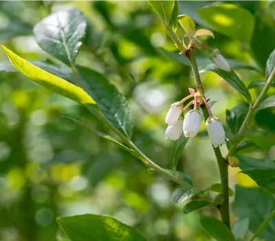Vaccinium corymbosum 'Duke'