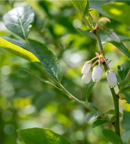 Vaccinium corymbosum 'Duke'