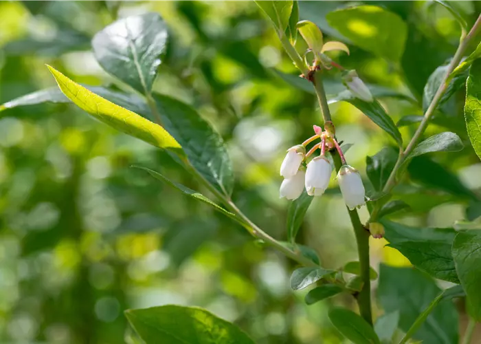 Vaccinium corymbosum 'Duke'