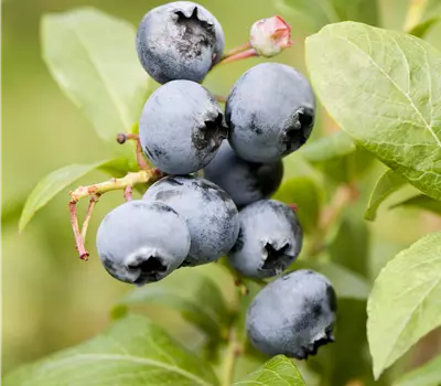 Vaccinium corymbosum 'Reka'®