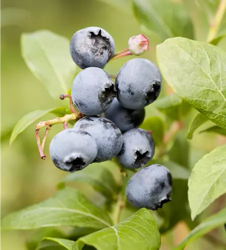 Vaccinium corymbosum 'Reka'®