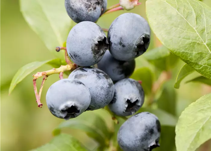 Vaccinium corymbosum 'Reka'®