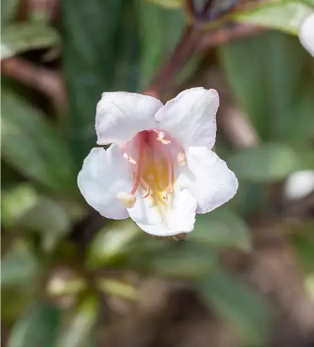 Weigela florida 'Vintage Love' 