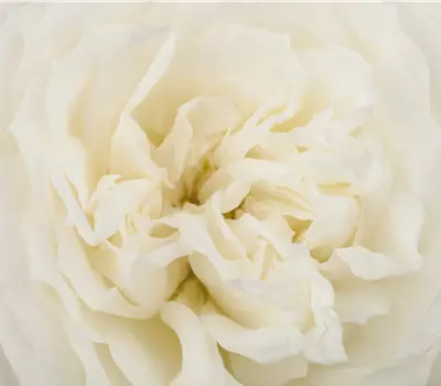 Rosa 'Crystal Fairy'