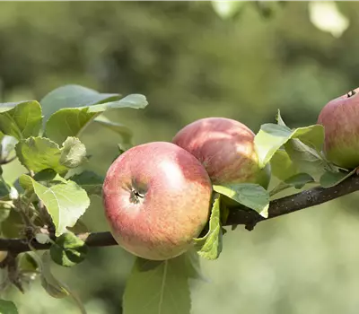 Malus domestica 'Roter James Grieve'