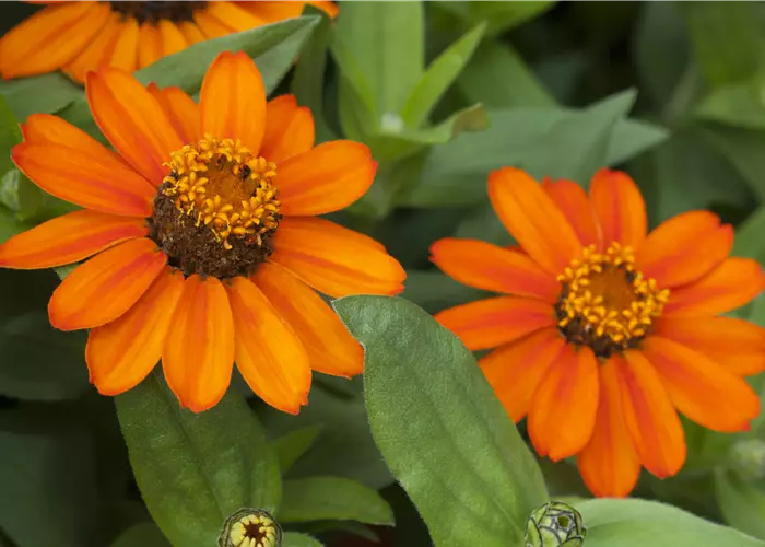 Zinnia 'Profusion Orange'