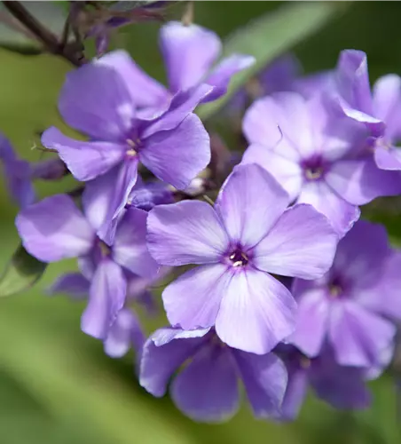 Phlox paniculata 'Blue Paradise'