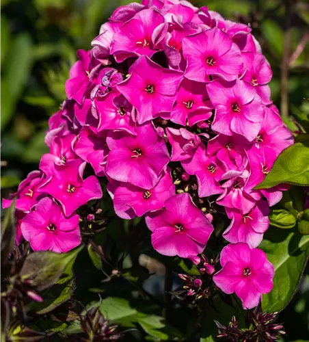 Phlox paniculata 'Tenor'