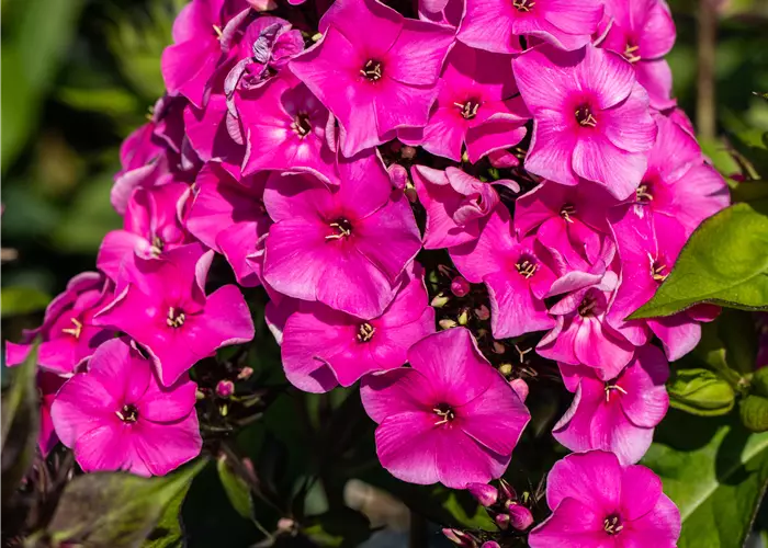 Phlox paniculata 'Tenor'