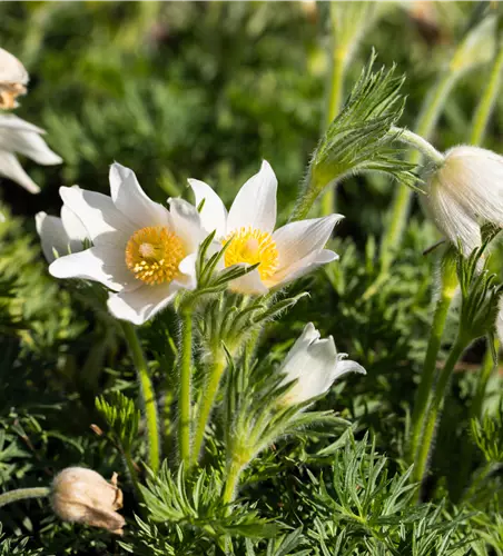 Pulsatilla vulgaris 'Alba'
