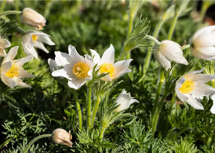 Pulsatilla vulgaris 'Alba'