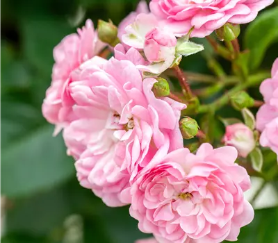 Rosa 'The Fairy'