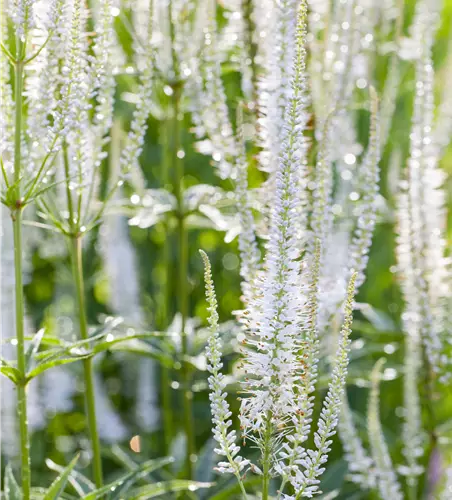 Veronica spicata 'Alba'