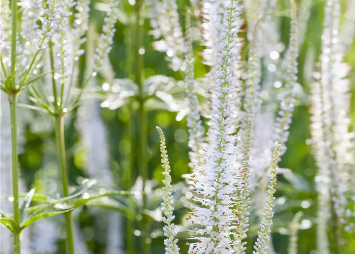 Veronica spicata 'Alba'