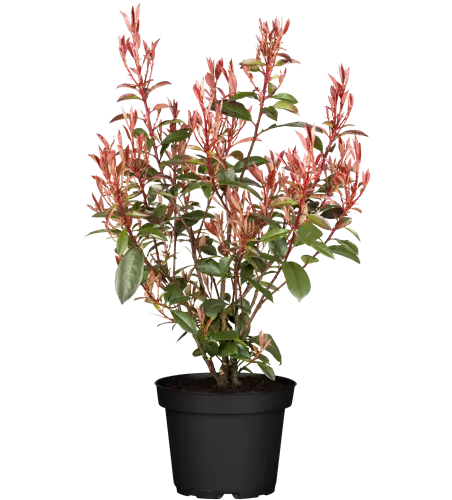 Photinia fraseri 'Compacta'