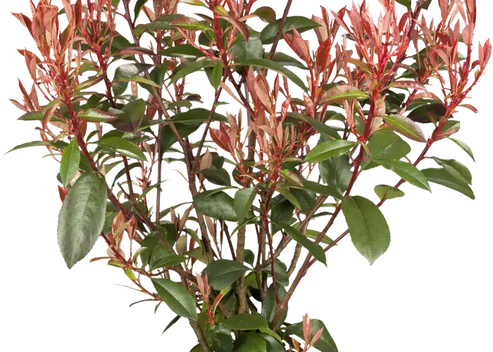 Photinia fraseri 'Compacta'