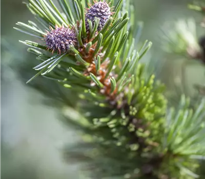 Pinus longaeva 'Sherwood Compact'