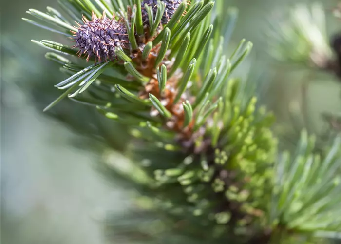 Pinus longaeva 'Sherwood Compact'