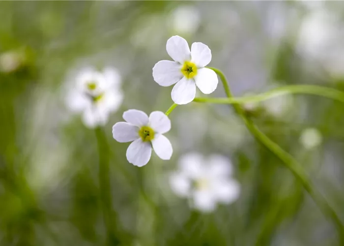 Androsace septentrionalis  Androsace septentrionalis