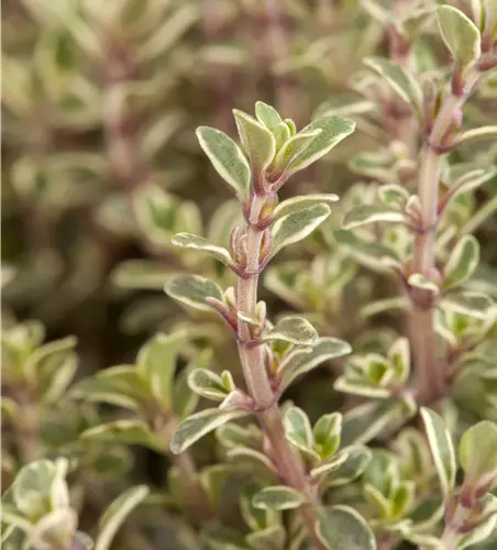 Thymus x citriodorus