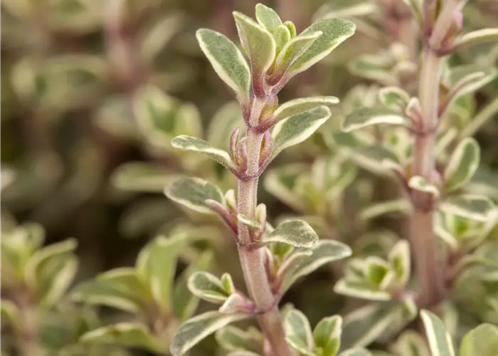 Thymus x citriodorus