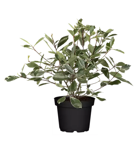 Photinia fraseri 'Louise'(s) 