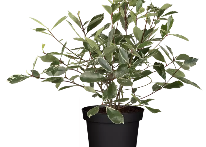 Photinia fraseri 'Louise'(s) 