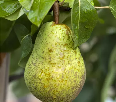 Pyrus communis 'Williams Christ' 