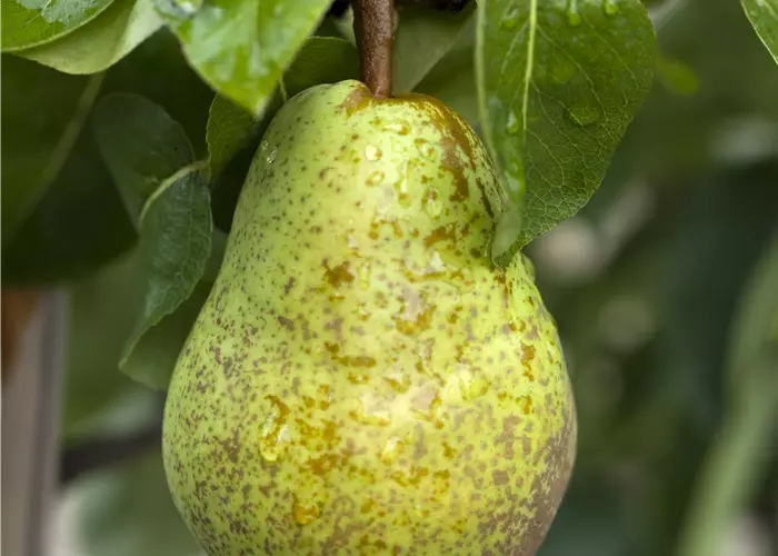 Pyrus communis 'Williams Christ' 