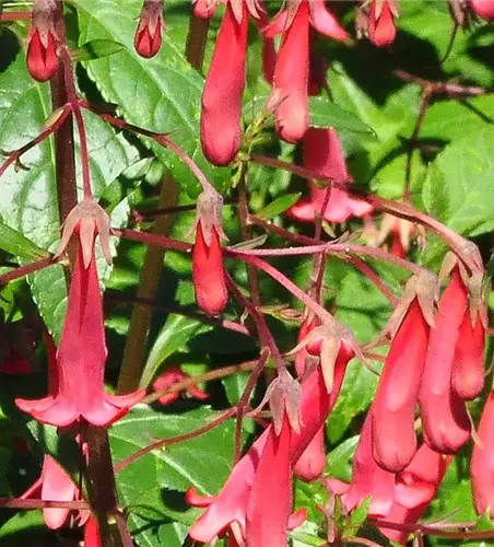 Phygelius rectus 'African Queen'