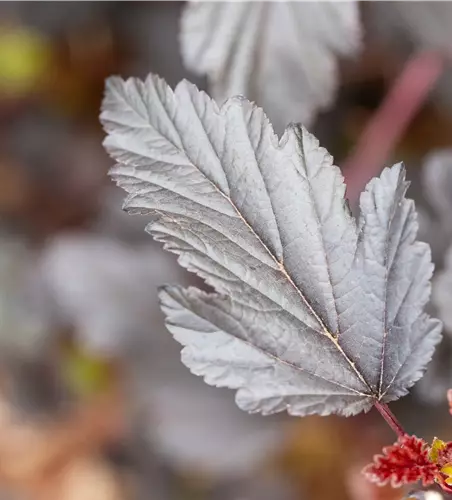 Physocarpus opulifolius 'All Black'® 