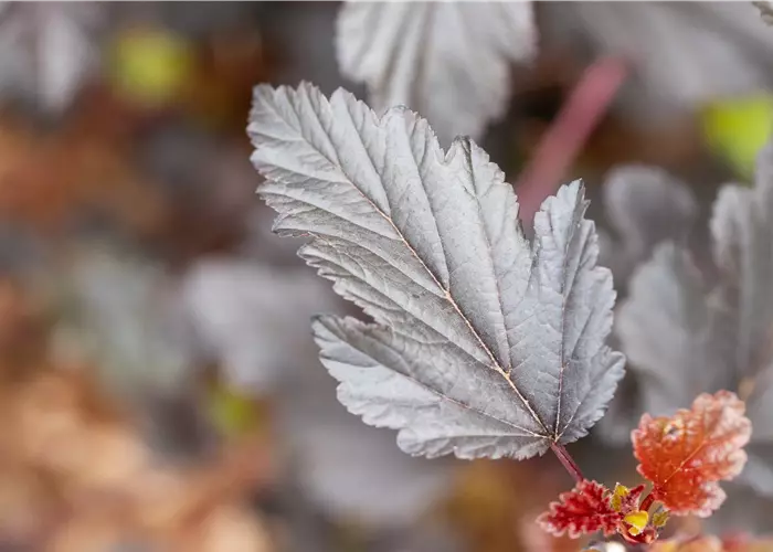 Physocarpus opulifolius 'All Black'® 