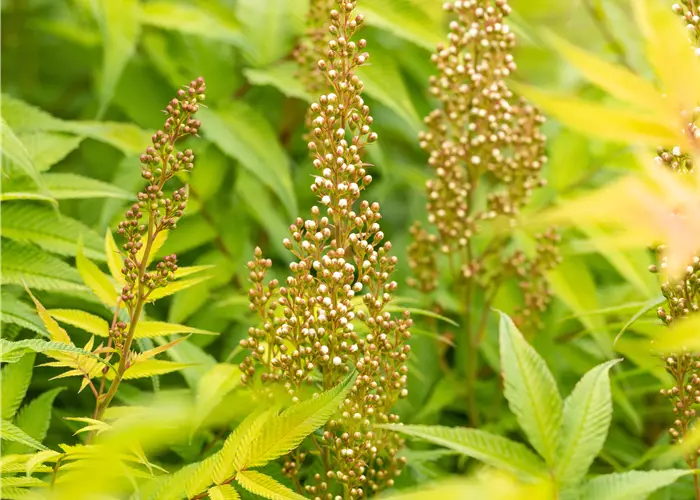 Sorbaria sorbifolia 'Sem'®