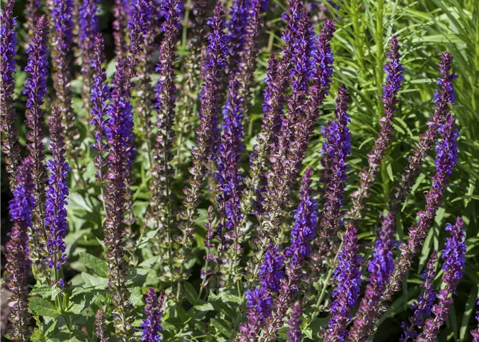 Salvia nemorosa 
