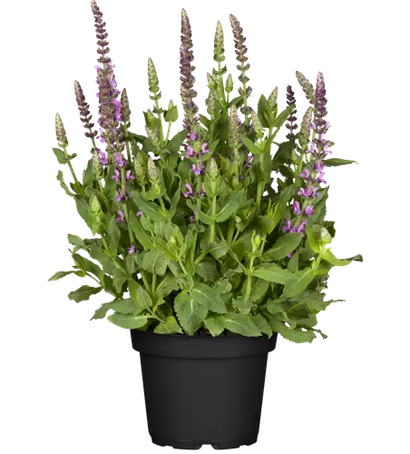 Salvia nemorosa 'Sensation Deep Rose'