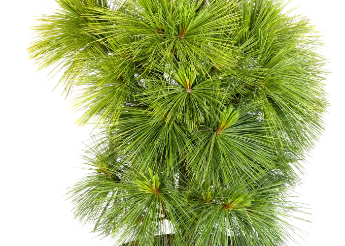 Pinus x schwerinii 'Wiethorst' 
