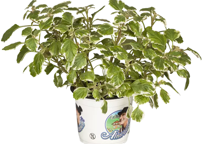 Plectranthus coleoides