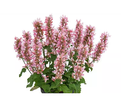 Agastache 'Pink Pearl' 