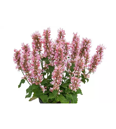 Agastache 'Pink Pearl' 