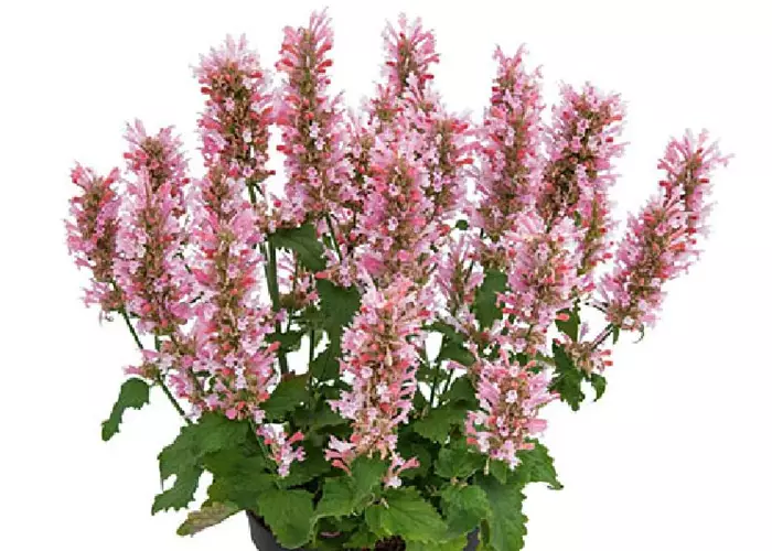 Agastache 'Pink Pearl' 